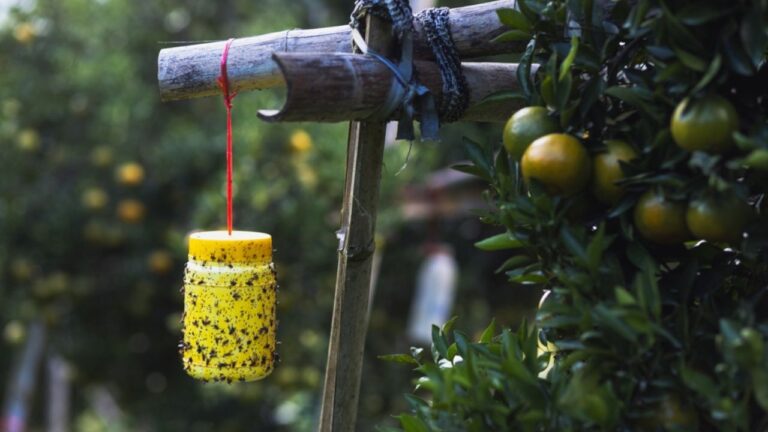 Selective focus yellow plastic can with glue for catching insects. Hang it under an orange tree to catch flies that infest the tangerine garden.